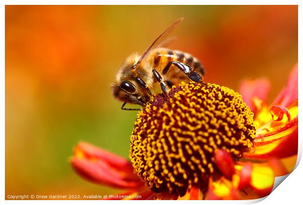 Honey Bee Pollinating Print by Drew Gardner