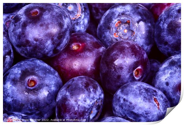 Juicy Blueberries Print by Drew Gardner