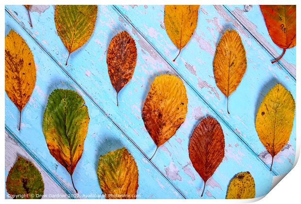 Autumnal Leaves Print by Drew Gardner
