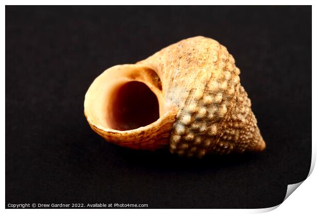 Rock Snail Seashell Print by Drew Gardner