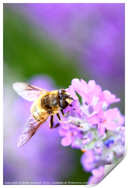 Pollinating Bee Print by Drew Gardner