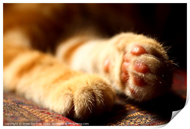 A close up of a cats Paws Print by Drew Gardner