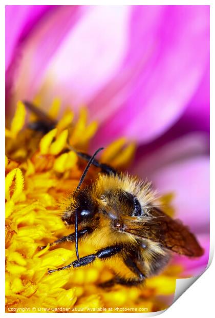 Bee Pollinating Print by Drew Gardner