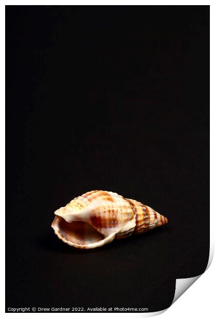 Striped Whelk  Print by Drew Gardner