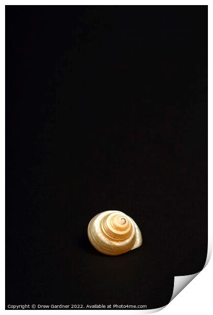 Pearl Venetian Sea Shell Print by Drew Gardner