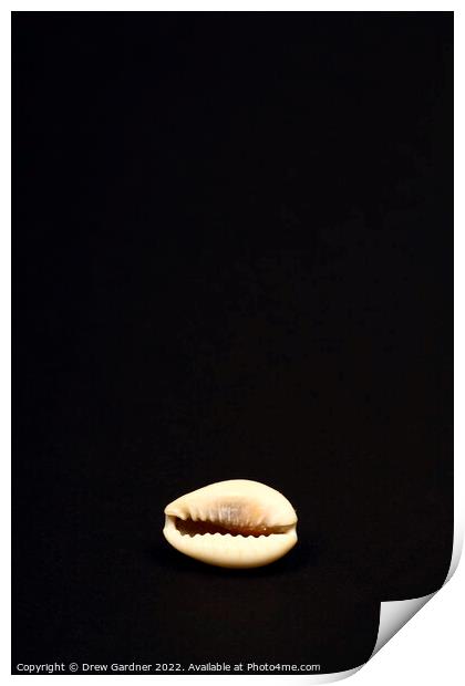 Ring Top Cowry Print by Drew Gardner