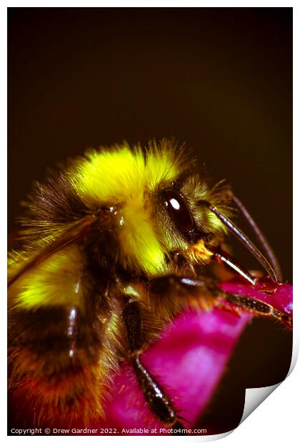Bee Print by Drew Gardner