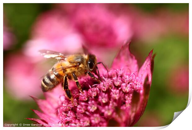 Bee Pollinating  Print by Drew Gardner