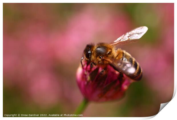 Bee Pollinating Print by Drew Gardner