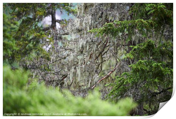 Beard lichen on an alpine spruce Print by Andreas Himmler