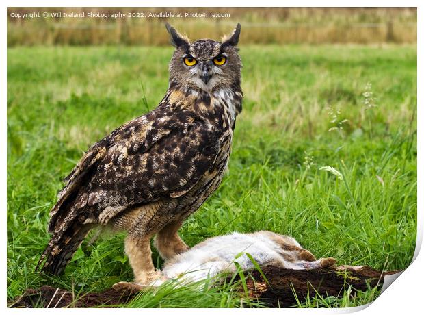 Eagle Owl with Prey Print by Will Ireland Photography