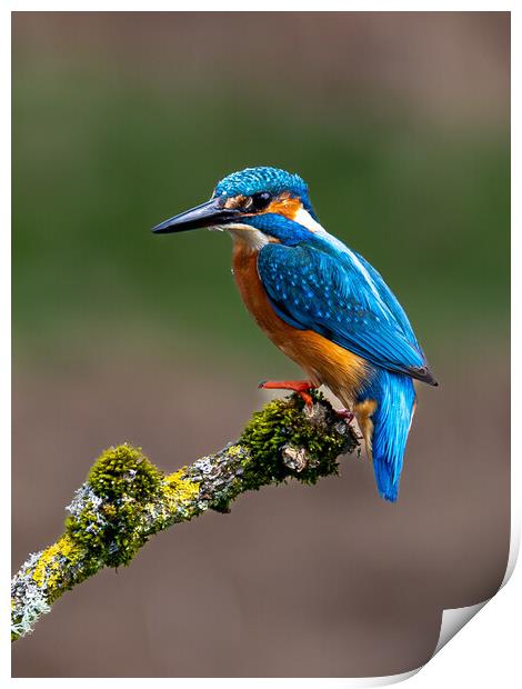 A Kingfisher sitting on a branch Print by Will Ireland Photography