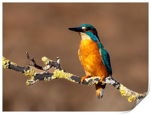 A Kingfisher sitting on a Branch  Print by Will Ireland Photography
