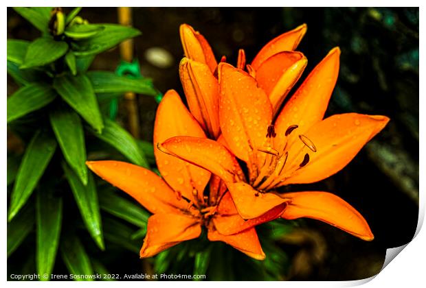 Asiatic Lilly Print by Irene Sosnowski