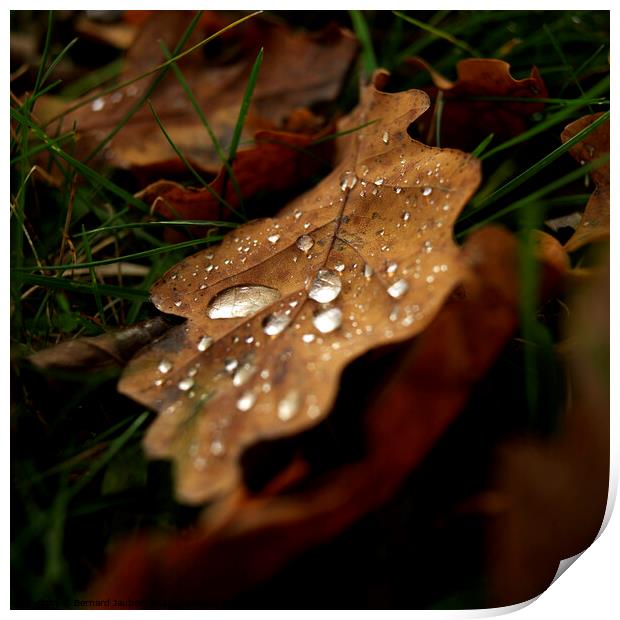 Autumn leaves Print by Bernard Jaubert