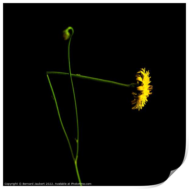 Yellow dandelion Print by Bernard Jaubert