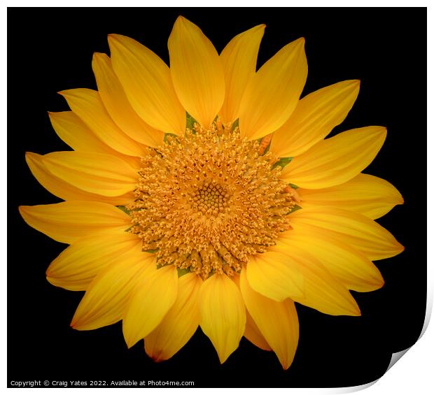 Sunflower on Black Print by Craig Yates