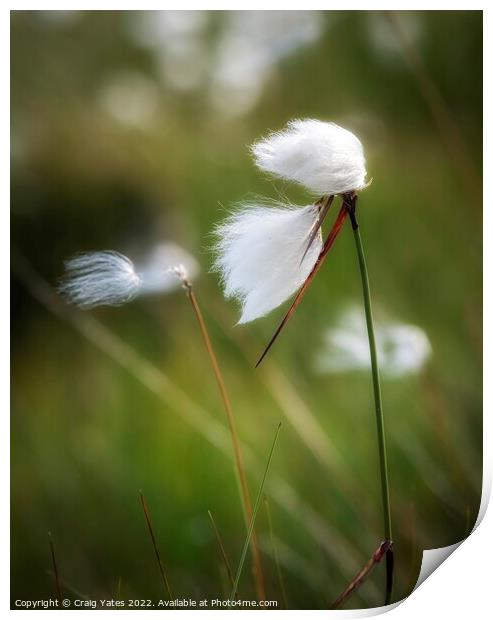Cotton grass Print by Craig Yates