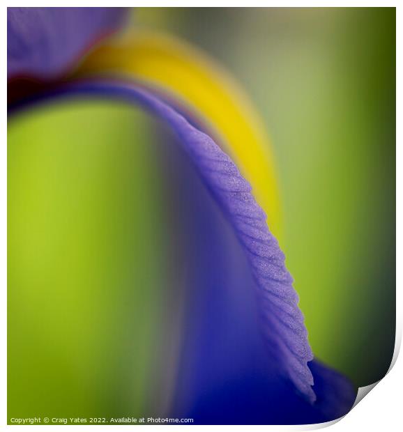 British Iris Flower Macro Abstract Print by Craig Yates