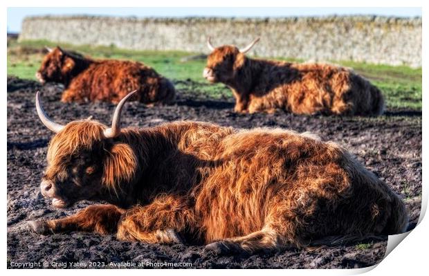  Highland Cows Print by Craig Yates