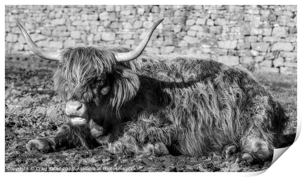 Highland Cow laying down black and white. Print by Craig Yates