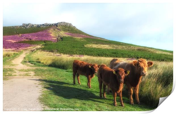Peak District Cows Higgar Tor Print by Craig Yates