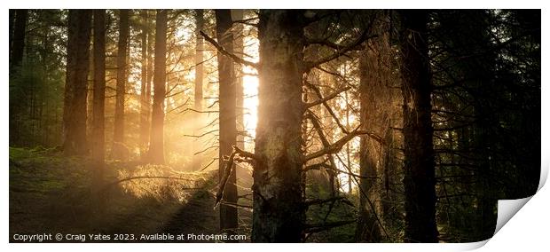 Snake Woodland Morning Light Print by Craig Yates