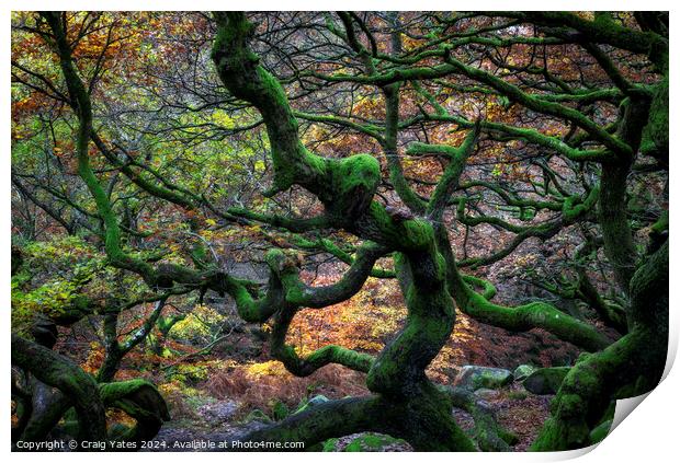 Twisted Gnarly Trees Padley Gorge Print by Craig Yates