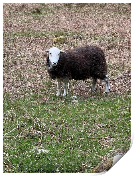 A group of sheep standing on top of a grass covered field Print by Lauren Dent