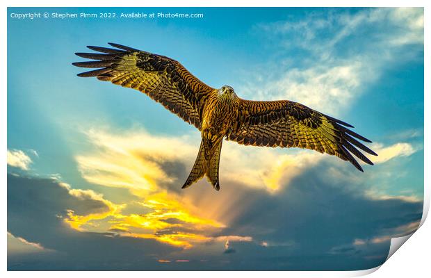 Red Kite in Flight at Sunset Print by Stephen Pimm