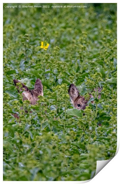 Wild Roe Deer hiding in a field Print by Stephen Pimm