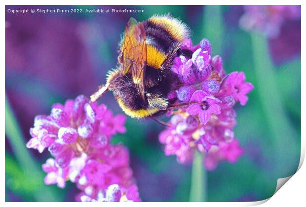 Bee on Lavender Print by Stephen Pimm