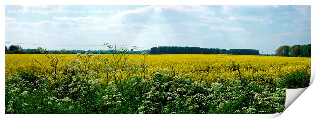 Panoramic Rapeseed Field View Print by Stephen Pimm