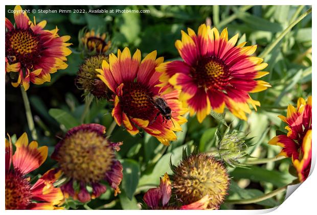 Bee on Flowers Print by Stephen Pimm