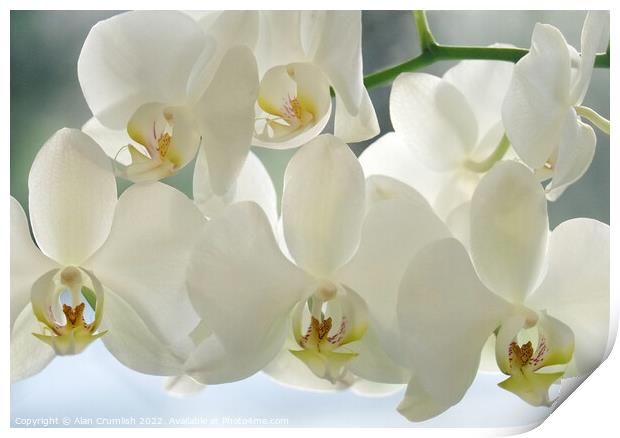 White Orchid Print by Alan Crumlish