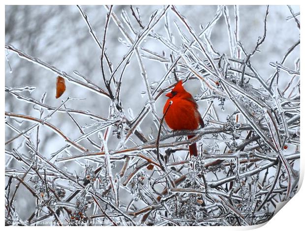 Ice Tree Cardinal Print by Susanne Swayze