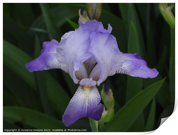 Purple Iris Print by Susanne Swayze