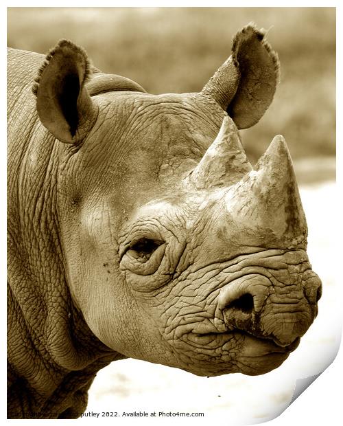 Black Rhinoceros Print by Ray Putley