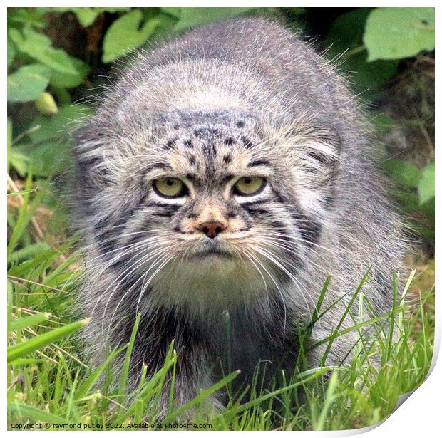 Pallas Manul Cat Print by Ray Putley