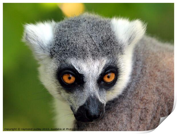 Ring Tailed Lemur Portrait Print by Ray Putley