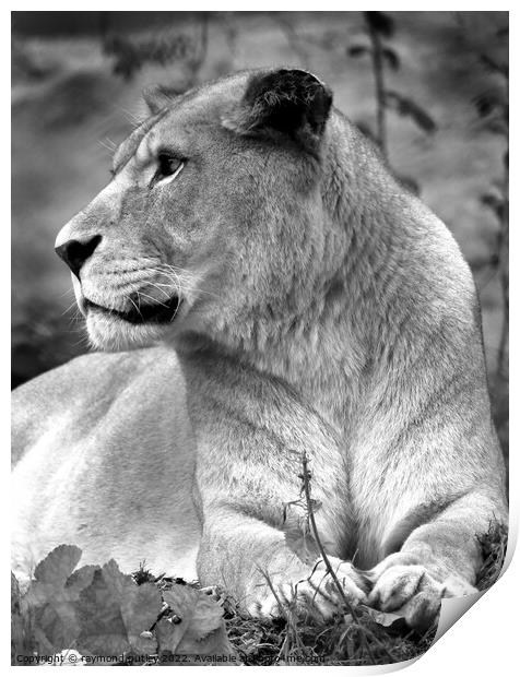 African Lion Print by Ray Putley