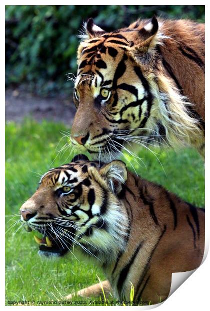 Sumatran Tigers Print by Ray Putley