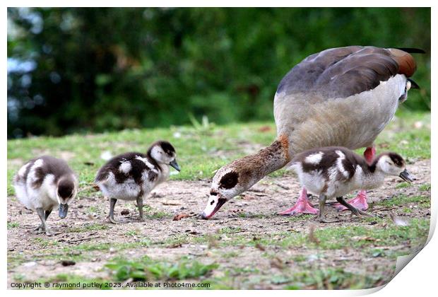 Egyptian Goose and Goslings. Print by Ray Putley
