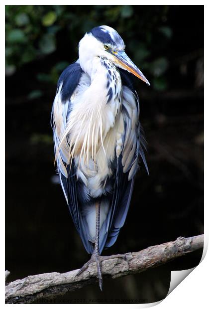 Heron Print by Ray Putley