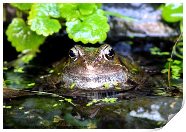 Common Frog Print by Ray Putley