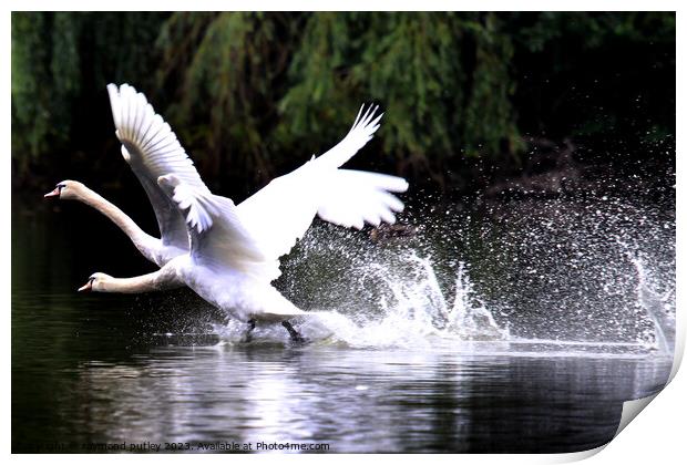 Swans racing across the lake Print by Ray Putley