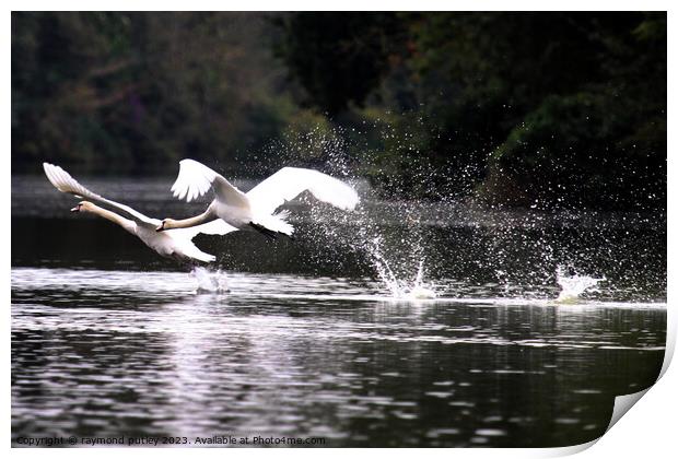 Swans Print by Ray Putley