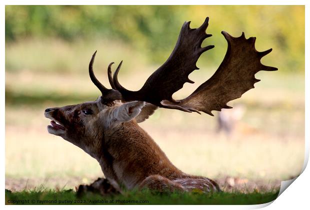 Fallow deer Print by Ray Putley