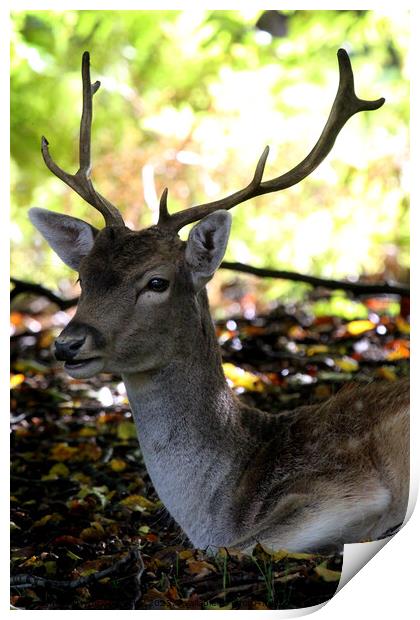 Sika deer Print by Ray Putley