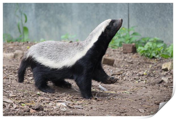 Honey Badger Print by Ray Putley